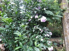 Brunfelsia