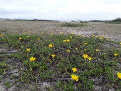 Grindelia atlantica