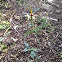 Caladenia longiclavata