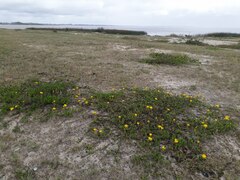 Grindelia atlantica