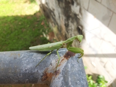 Hierodula patellifera