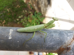 Hierodula patellifera