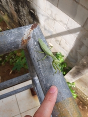 Hierodula patellifera