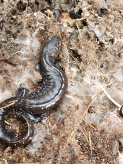 Ambystoma