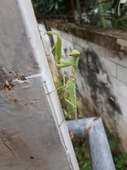 Hierodula patellifera