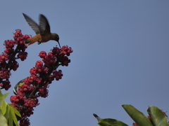Amazilis amazilia