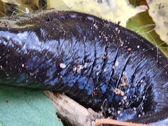 Ambystoma
