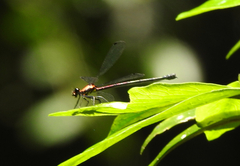 Austroargiolestes chrysoides