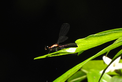 Austroargiolestes chrysoides