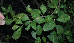 Forestiera acuminata