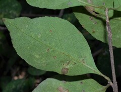 Forestiera acuminata