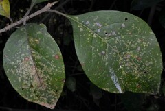 Forestiera acuminata