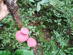 Phillipsia domingensis