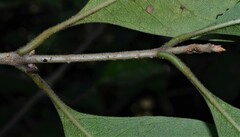 Forestiera acuminata