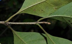 Forestiera acuminata