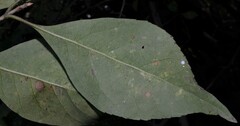 Forestiera acuminata