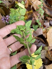 Origanum