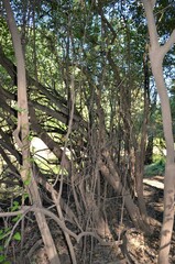 Forestiera acuminata