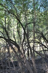 Forestiera acuminata