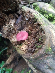 Phillipsia domingensis