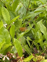 Choranthus vitellius