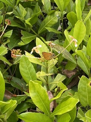 Choranthus vitellius