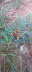 Cyperus flavescens