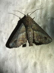 Paectes abrostoloides