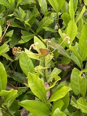 Choranthus vitellius