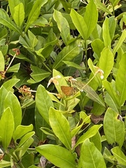 Choranthus vitellius