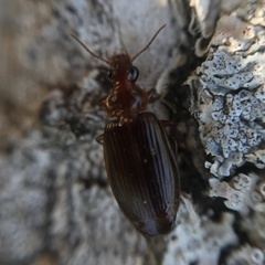 Plochionus timidus
