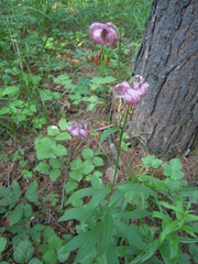 Lilium martagon pilosiusculum