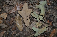 Quercus similis