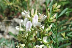 Astragalus tenellus
