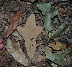 Quercus similis