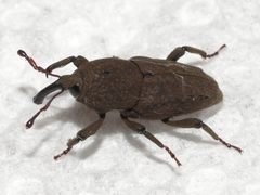 Sphenophorus minimus