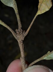 Quercus similis
