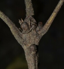 Quercus similis