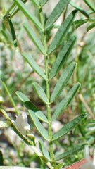Astragalus tenellus