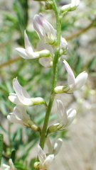 Astragalus tenellus