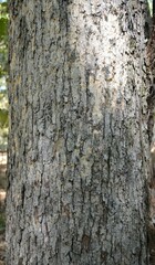 Quercus similis