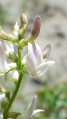Astragalus tenellus