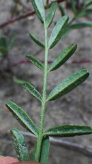 Astragalus tenellus