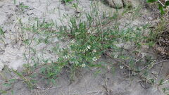 Astragalus tenellus