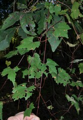 Vitis palmata