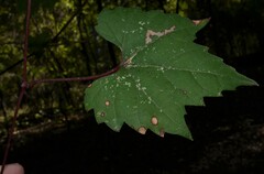 Vitis palmata