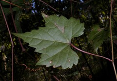 Vitis palmata