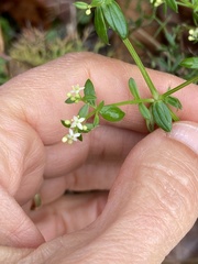 Galium mollugo