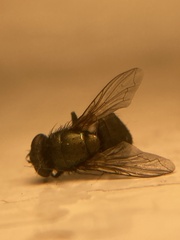 Neomyia cornicina