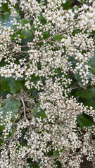 Brachyglottis repanda